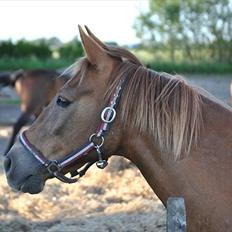 Anden særlig race Oliver - Prinsen tidl. pony
