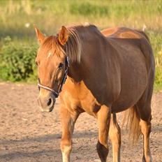Anden særlig race Oliver - Prinsen tidl. pony