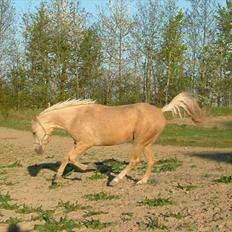 Quarter : RF Frank Olena | ~ Min Klumpe Dumpe ~