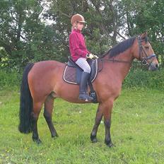Welsh Cob (sec D) Hatting Aron