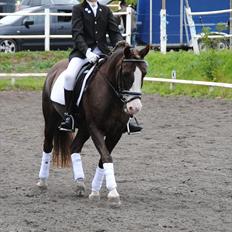 Welsh Cob (sec D) VesterVangs Djanco RIP