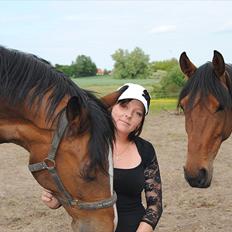 Dansk Varmblod Grønskovlunds Casmir