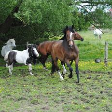Dansk Varmblod Grønskovlunds Casmir