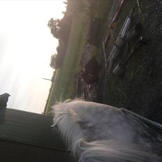 Anden særlig race felix<3<3  gml. pony:(