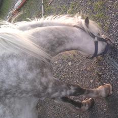 Anden særlig race felix<3<3  gml. pony:(