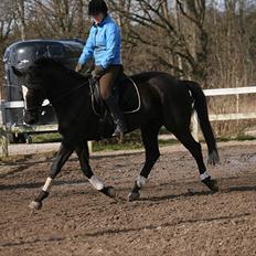 Trakehner Kantate Dyrhave (solgt) 