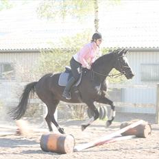 Trakehner Kantate Dyrhave (solgt) 