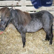 Dansk Miniature Allerupnords Queen