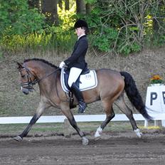 Anden særlig race Gyrupgaards Bailey B PONY