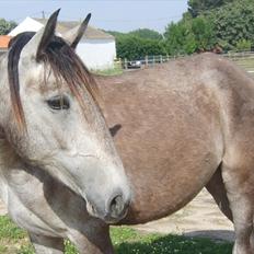 Lusitano Eva