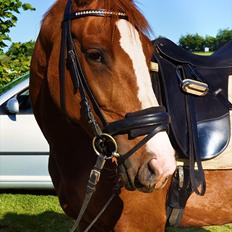 Dansk Varmblod Mae Blossom 