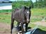 Oldenborg Stensgaard Benji