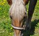 Haflinger Bosse *EUR*