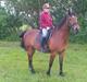 Welsh Cob (sec D) Hatting Aron