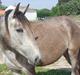 Lusitano Eva