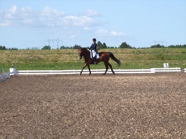 Oldenborg Boccaccio - MB3 i Billund d. 3/6-2011 billede 13