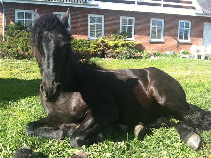 Frieser Rex <3 - Velkommen til Rexs side :) billede 1