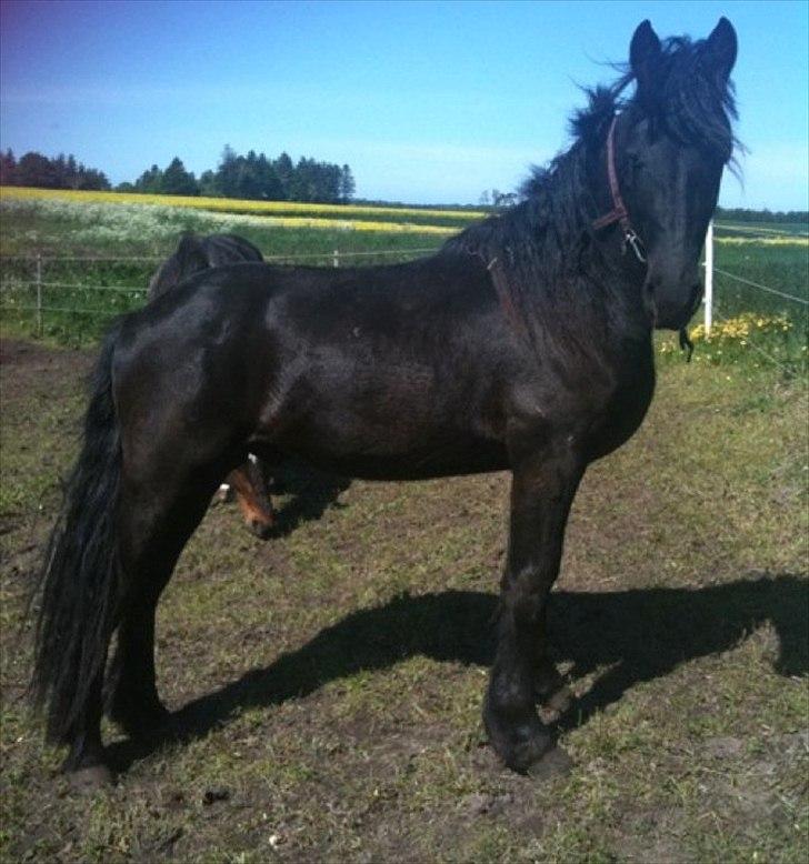 Frieser Rex <3 - 2011 billede 2
