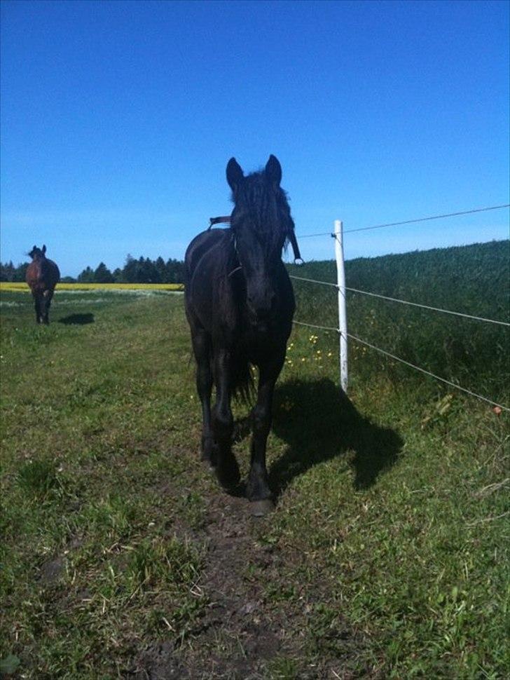 Frieser Rex <3 - 2011 billede 4