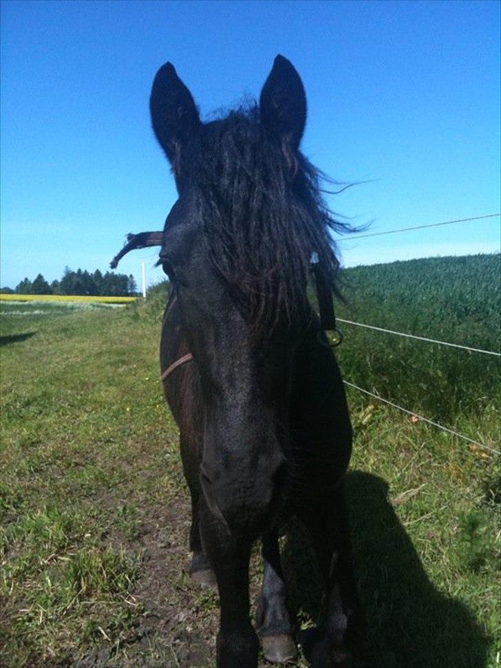 Frieser Rex <3 - 2011 billede 5