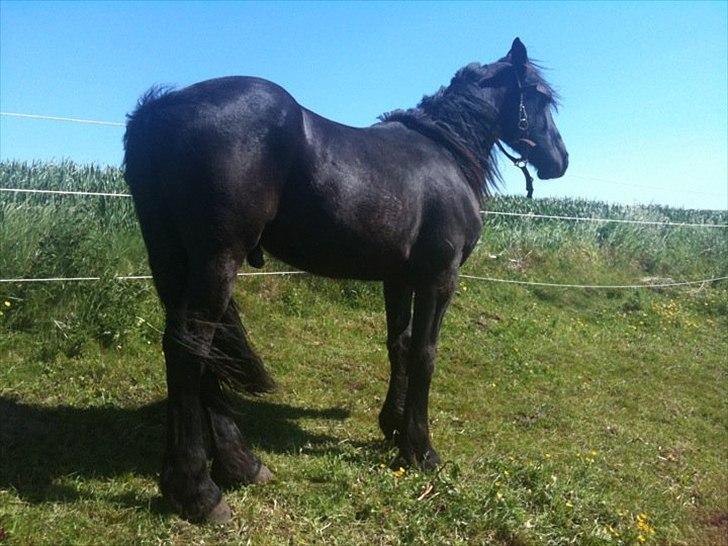 Frieser Rex <3 - 2011 billede 3