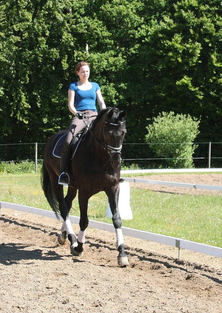 Tysk Oldenburger Gørklinkgårds Santana Hit billede 5