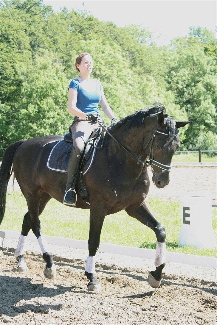 Tysk Oldenburger Gørklinkgårds Santana Hit billede 2