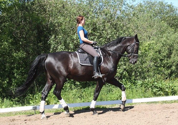 Tysk Oldenburger Gørklinkgårds Santana Hit billede 8