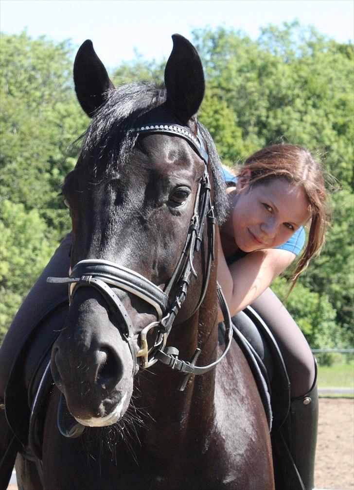 Tysk Oldenburger Gørklinkgårds Santana Hit billede 4