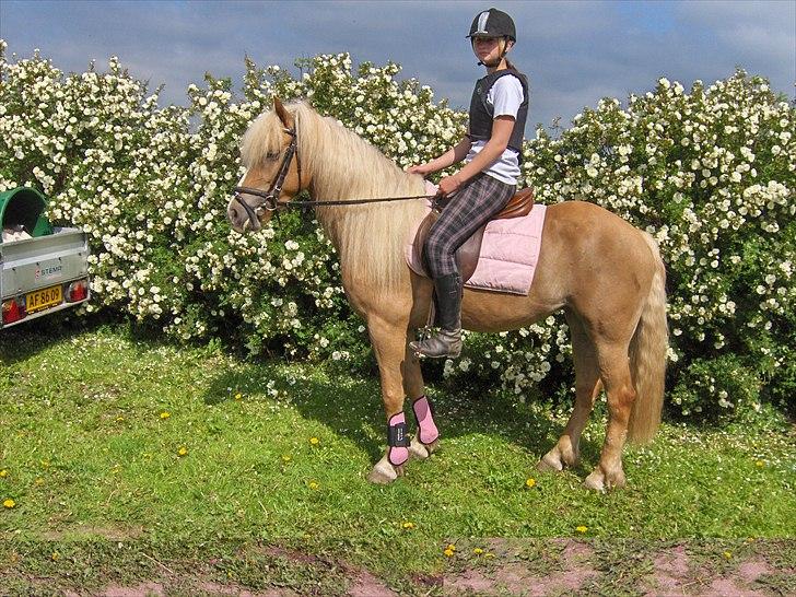 Haflinger Anna-Bell - dejligt billede i solen og med rosenbusken i beggrunden :* 3 juni 2011 billede 11