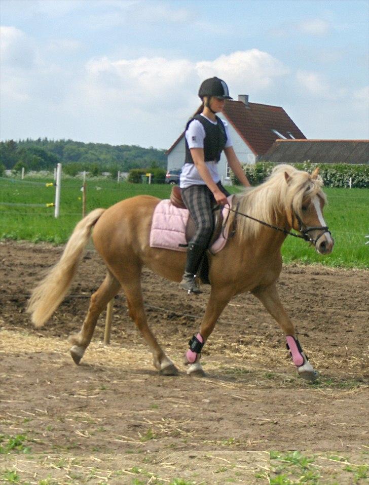 Haflinger Anna-Bell - I TRAV  :) du er så dygtig anna-bell billede 12