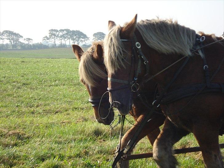 Jyde Kira Af Aggersgård RIP - En god lære mester billede 1