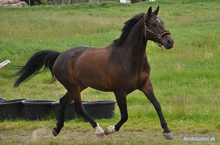 Anden særlig race 'Tidligere hest' Beauty Queen - Min dejlige hyphest <3  billede 3