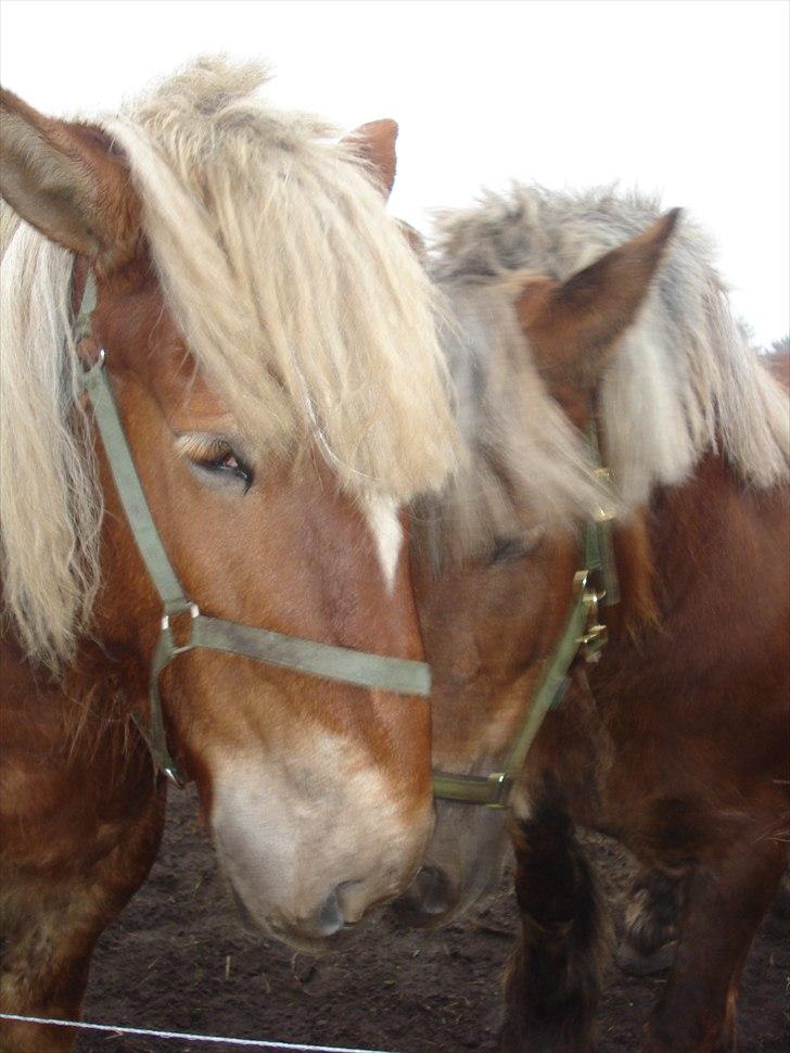 Jyde Kira Af Aggersgård RIP - halv søster billede 15