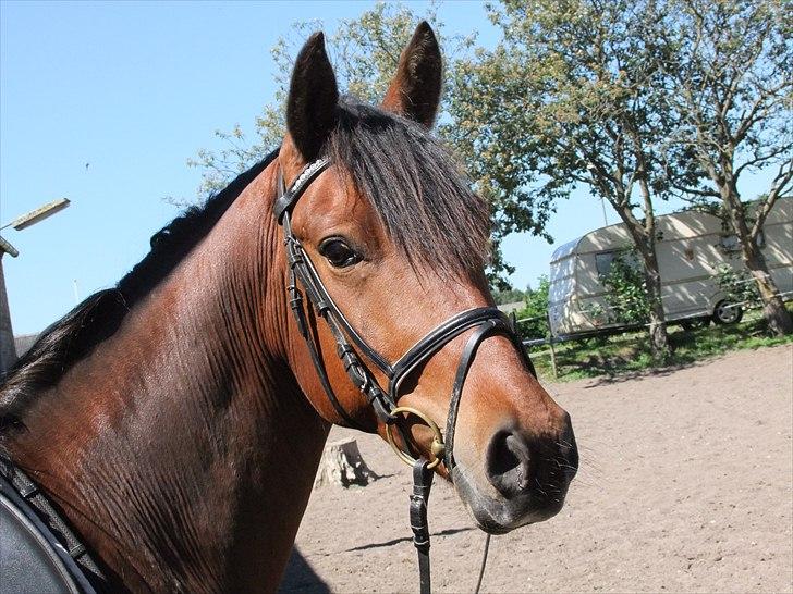 Anden særlig race Alonso billede 3