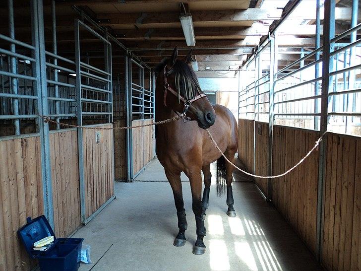 Dansk Varmblod Lord Lennox - lennox inden ridning, stald nordskov, 4 år. billede 15
