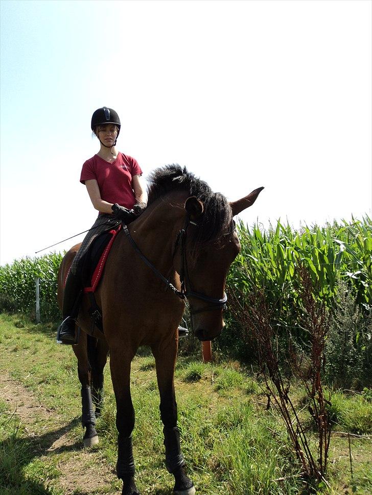 Dansk Varmblod Lord Lennox - lennox på ridestien efter endt ridt, undersøger vist en plante, stald nordskov, 4 år. billede 16