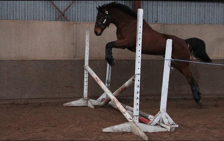 Dansk Varmblod Lord Lennox - lennox til løsspring, stald nordskov, 3½ år. billede 17