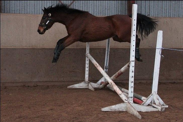 Dansk Varmblod Lord Lennox - lennox til løsspring, stald nordskov, 3½ år. billede 18