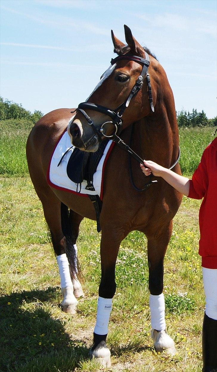 Welsh Cob (sec D) Nebo Tulip  - Klubmesterskab 04/06-11  billede 5