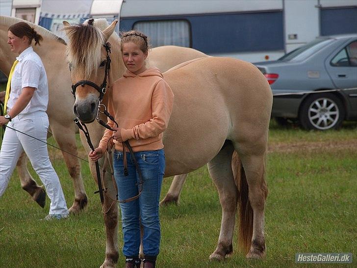 Fjordhest Siri Kaptain (stjernen) (  var min låne Hest)<3 - smukke Siri på Gl.Estrup :) <3  billede 4