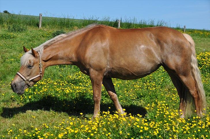 Haflinger Bosse *EUR* - Bosse på græs :) Sommer 11 Foto: Amanda(mig) billede 20