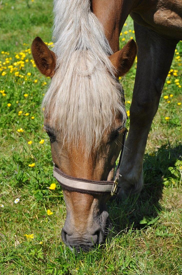 Haflinger Bosse *EUR* - Dejlige pony! Sommer 11 Foto: Amanda(Mig) billede 1