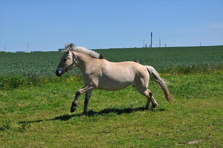 Fjordhest Freja *EUR* - Freja på mark :) Sommer 11 Foto: Amanda(mig) billede 11