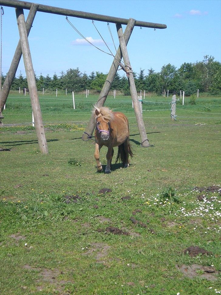 Shetlænder Bella Donna Morsbøl ( Dulle ) billede 10