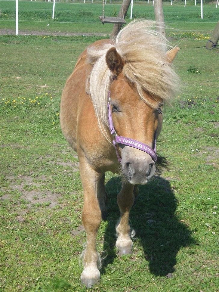 Shetlænder Bella Donna Morsbøl ( Dulle ) - Taget d.4/6 11.
hun skinder bar fordi hun var i bad dage før ;) billede 11