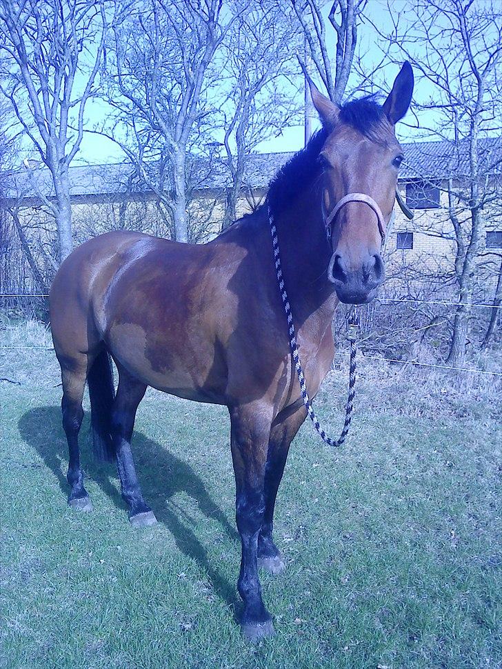 Anden særlig race Ziva Davîd  - ziva 2 mdr efter jeg fik hende billede 1