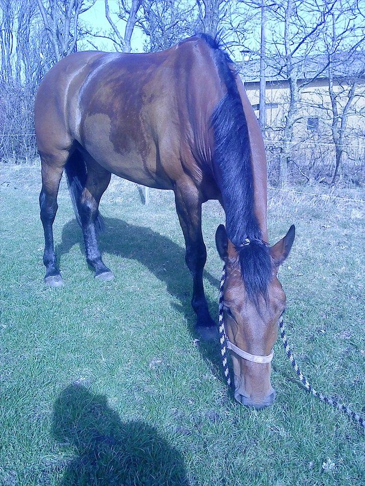 Anden særlig race Ziva Davîd  - ziva 2 mdr efter jeg fik hende billede 2