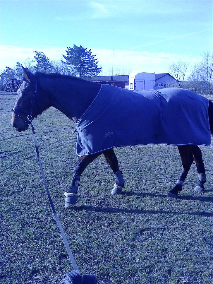Anden særlig race Ziva Davîd  - Ziva dagen efter jeg fik hende.. her er hun blevet klippet...  billede 3