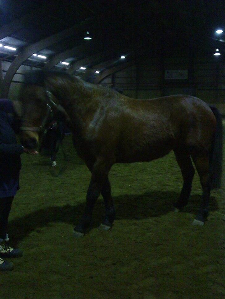 Anden særlig race Ziva Davîd  - ziva første dag jeg fik hende... Vildt behåret..  billede 4